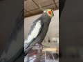 فندو طائر الكروان و تغريدة صباحية فندو طائر الكروان و تغريدة صباحية