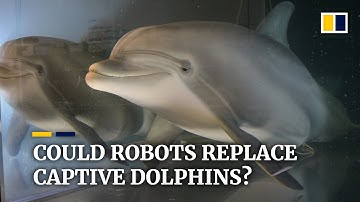 Hyperrealistic robot dolphins may replace captive animals at marine theme parks
