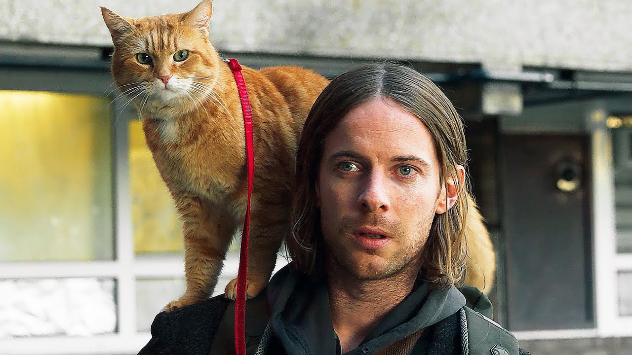 25 лучших фильмов про кошек