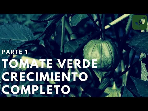 Video: ¿Cómo cultivar tomates con cáscara?