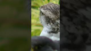 Gry Saker Falcon up Close just looking around #shorts #short