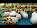 Tips to Grow Amazing Butternut & Winter Squash: Harvesting, Fertilizing, Watering & Keys to Success!