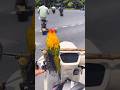 The parrot's call replaced the motorcycle horn. #birds #parrot #pets #parrots #shorts