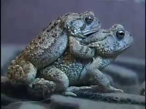 Toad Amplexus