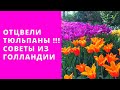 Отцвели тюльпаны! А не забудь сделать это...СОВЕТ ИЗ ГОЛЛАНДИИ