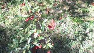 EatTheWeeds: Episode 55: Firethorn, pyracantha