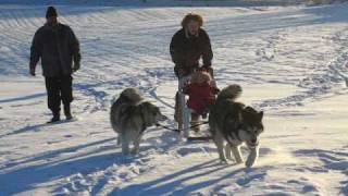 My homemade dogsled I made this dogsled out of two alpine skies, wooden sticks and a plastic chair. I don