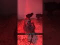 My ayam cemani chicks picture of my rooster at the end #chicken#chicks#ayamcemani#allblack