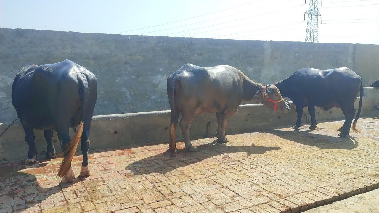 Three Buffaloes for Sale, 3 ਮੱਝਾਂ ਵਿਕਾਊ YouTube