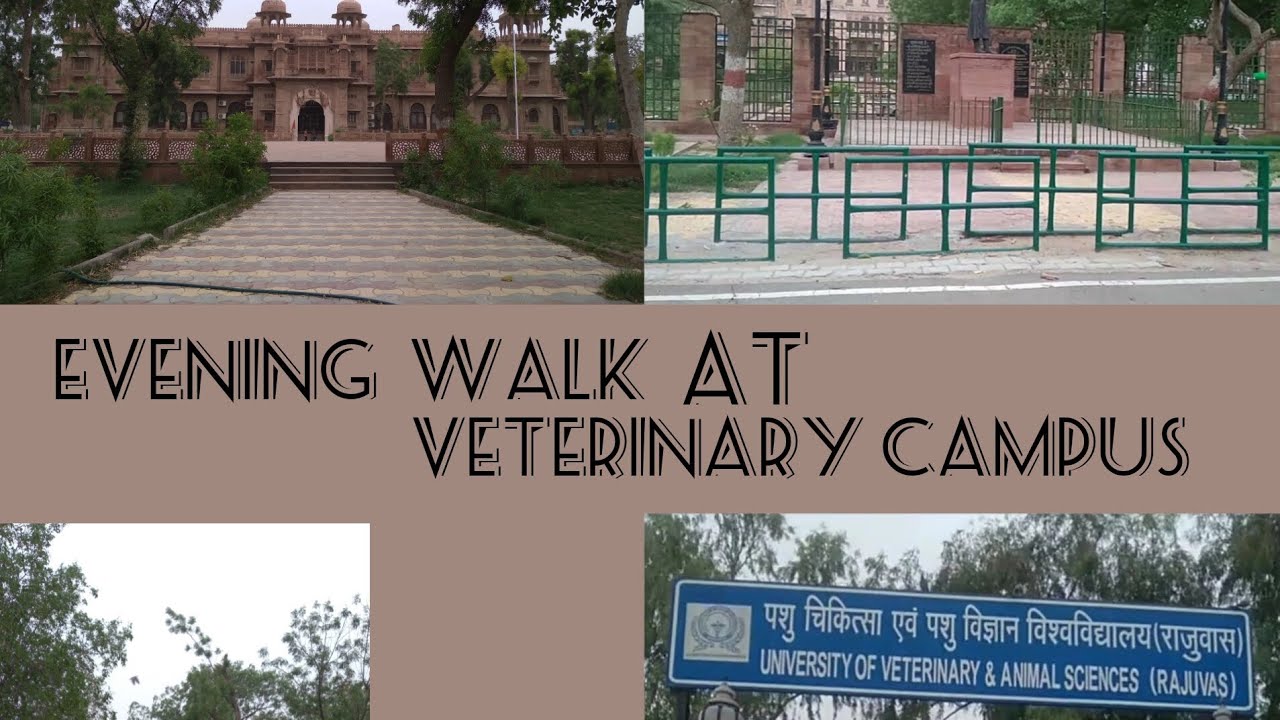 Veterinary college campus bikaner vlog 2 bikaner ourcity viral ytvideo YouTube cityvlogs