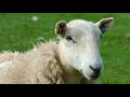 artfrob - Sheep Time
