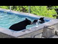 Bears in our pool