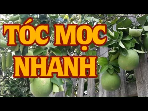 Cách mọc tóc thật nhanh, giảm gãy rụng chỉ sau 1 tuần - Kemtrinamda.vn