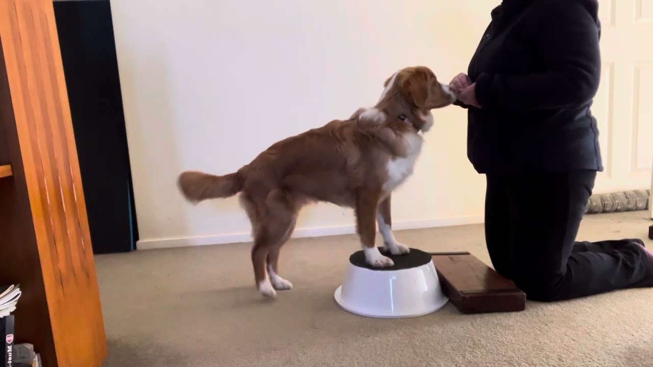 CPCFT elevated perch