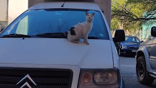 Pregnant cat loves to climb on cars