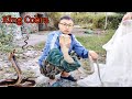 Chàng Dùng Tay không Bắt Ổ Rắn Hổ Mang Chúa Cực Độc