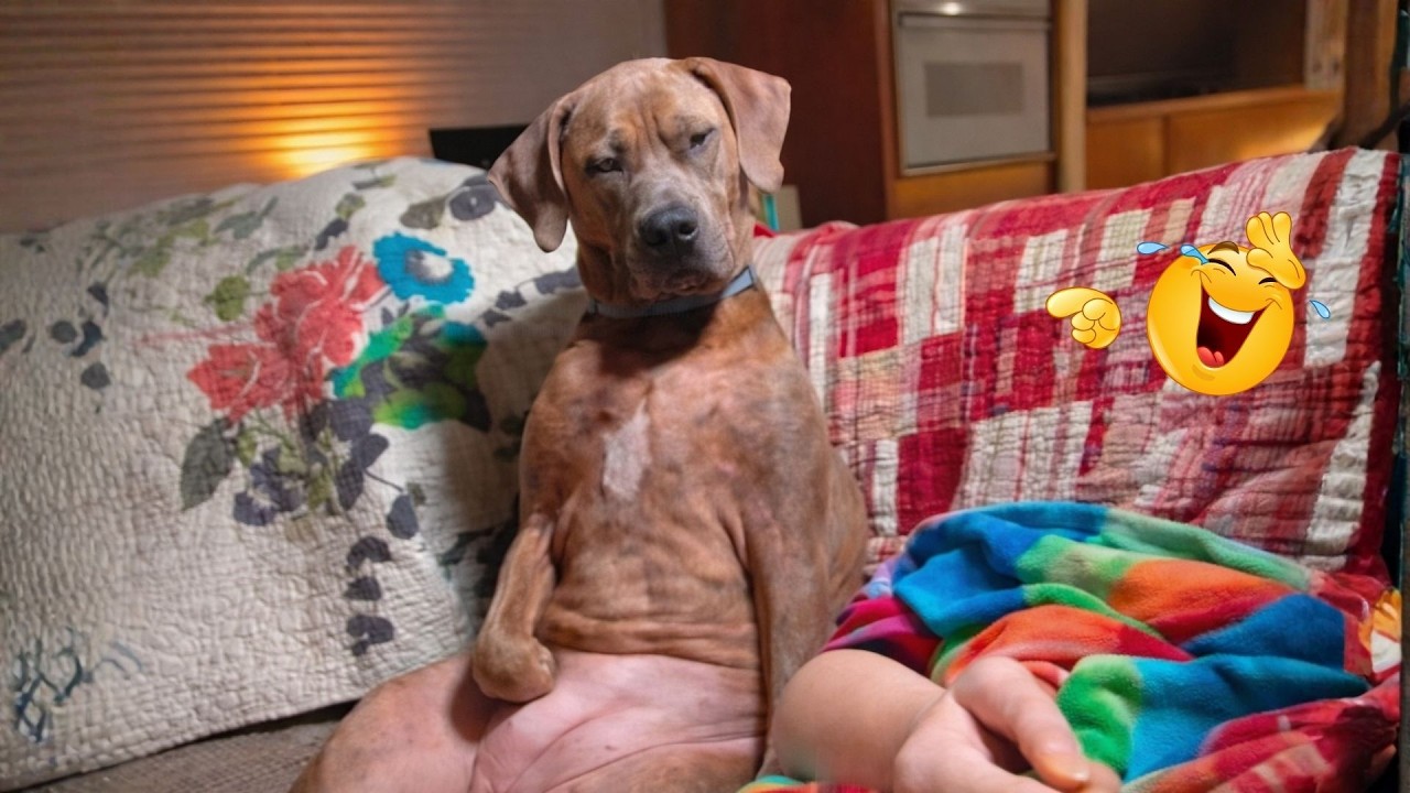HILARIOUS DOGS Being Weird 🤪 NEW Funniest Dogs Video 2026