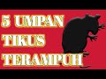 5 umpan kering TERAMPUH untuk basmi TIKUS