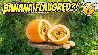 Banana Flavored Maypop Passionfruits!? (Passiflora incarnata)