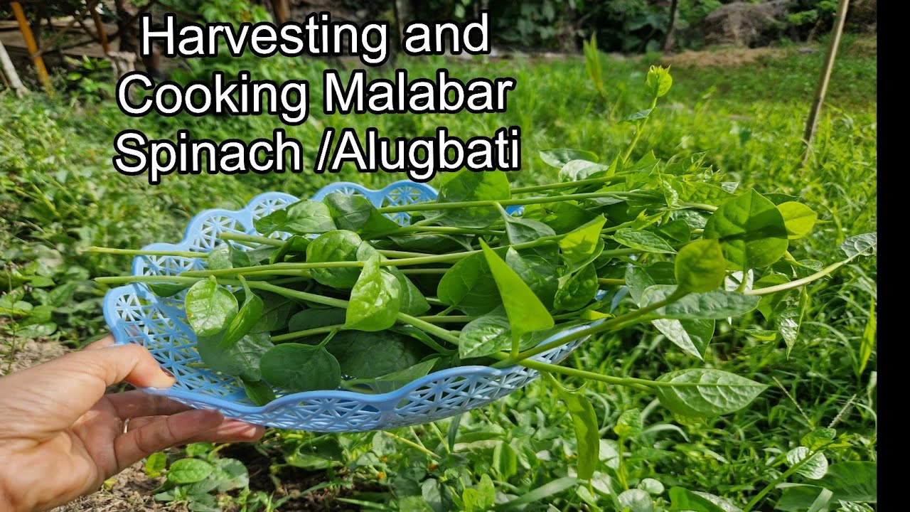 A Peaceful Life in the Province // Harvesting and Cooking Malabar ...