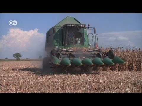 Video: Apakah benih organik bebas transgenik?
