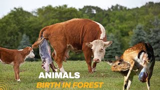 Animal Baby Birth Animals Life In Forest Wildlife Full Hd