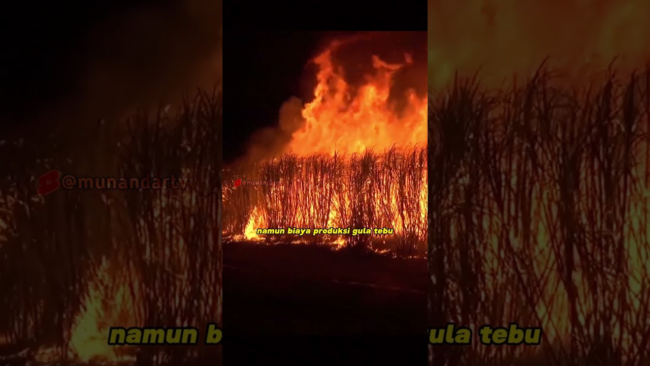 Tebu bakar ala Mamarika 