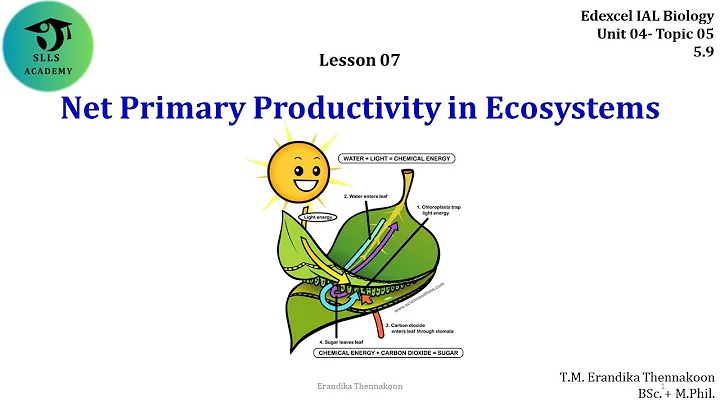 Net Primary Productivity in Ecosystems: Edexcel A/L Biology Unit 4