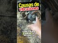 🔩 Los baleros pueden causar vibraciones… pero los Vibrasavers™ ayudan muchísimo
