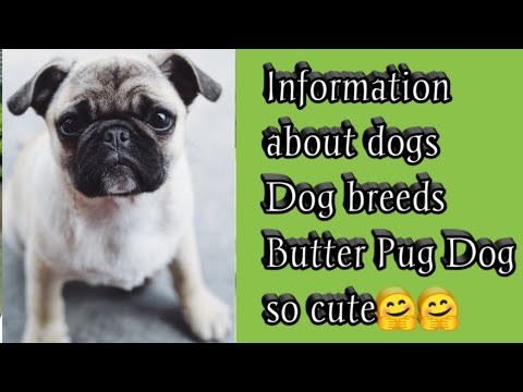Video: Pug Dog Breed Allergivenlig, Helse Og Levetid