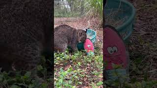 Summer Bobcat And Her New Toy!~Part 1 Of 2