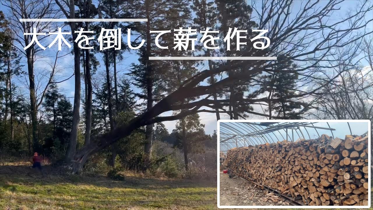 DIY】大木を倒して薪を作ります。-We cut down big trees and make