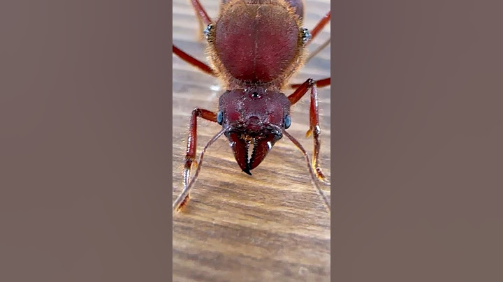 My Queen Ant Died 😢
