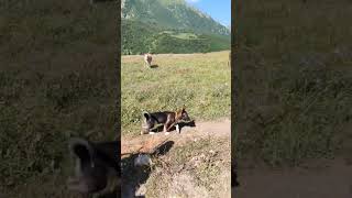 Собака По Кличке Нора Впервые В Верхней Балкарии #Любителипутешествий #Собакавпоходе