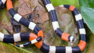 2 Key Biodiversity Areas Biological Diversity