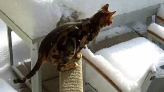 Cats in the snow and other candid shots by Kami White 9,694 views 15 years ago 1 minute, 54 seconds