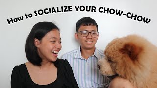 How to Socialize your Chow chow Prevention on Aggression Part 2 (Vlog#73) by funneimom 1,716 views 1 year ago 12 minutes, 34 seconds