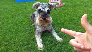 Miniature schnauzer Ralph, plays dead trick and having fun with Darla & Freddie