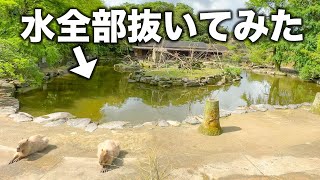 カピバラが住む池の水抜いたら、落とし物大量に出てきた。