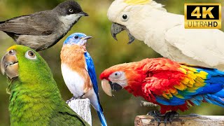 Magnificent Birds | Stunning Nature | Stress Relief | Relaxing Birds Sound | Soothing Birds Chirping