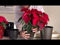 Never worry about watering poinsettias again