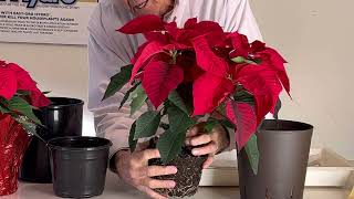 Never Worry About Watering Poinsettia’s Again