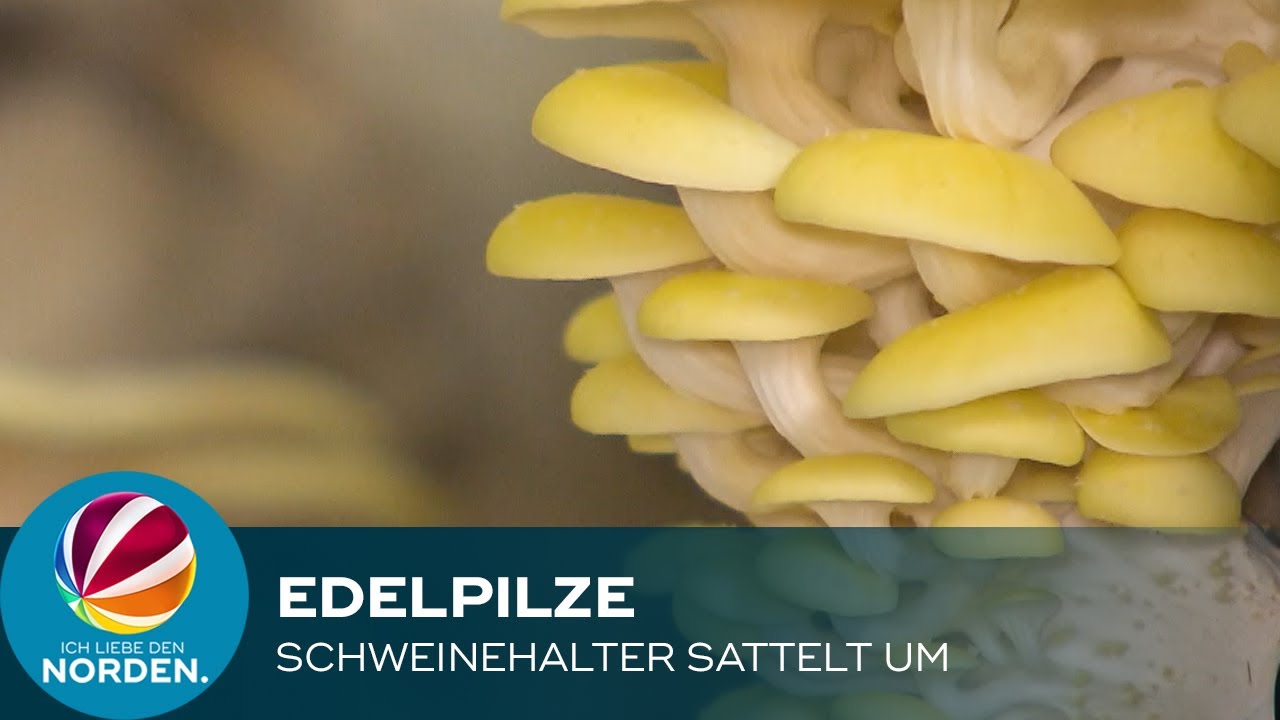 Früher Schweine, heute Edelpilze: Landwirt sammelt um