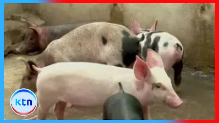 Pig farming (part 1) || Farm Kenya