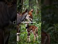 🦒✨ The okapi is one of nature’s most mysterious and unique animals! #AnimalFacts  #WildlifeWonder