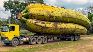 15 Most Over-Sized Fruits And Vegetables Ever Created!