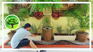 DIY  POTTED GARDEN FOR SHADE PLANTS
