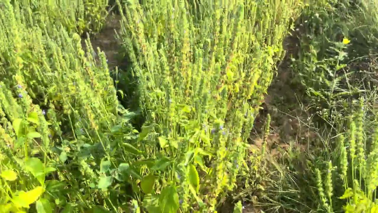 चिया सीड्स 100 दिन कप्लीट 