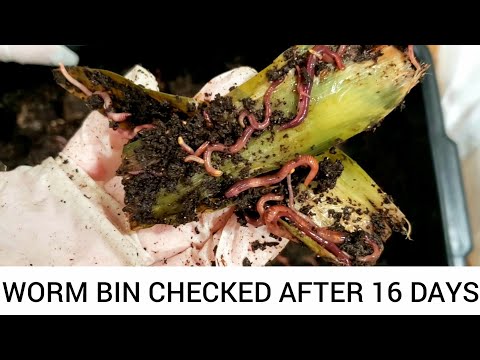 5 Month Old Red Wiggler Worm Bin So Close To Harvest | No Coconut Coir Worm Bin | Vermicomposting