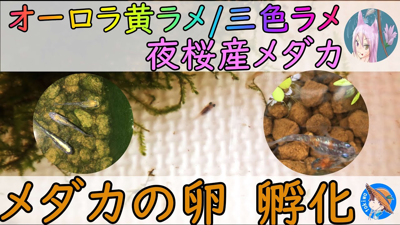 高級メダカの孵化 三色ラメ オーロラ黄ラメ 稚魚から娘と学ぶ生命の神秘 アクアリウム ビオトープ Youtube
